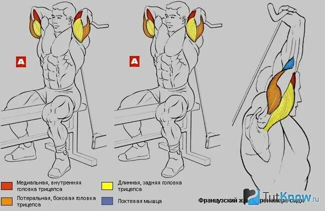Трицепс какие головки. Трицепс какие головки. Медиальная головка трицепса. Латеральная головка трицепса. Упражнения на наружную головку трицепса.