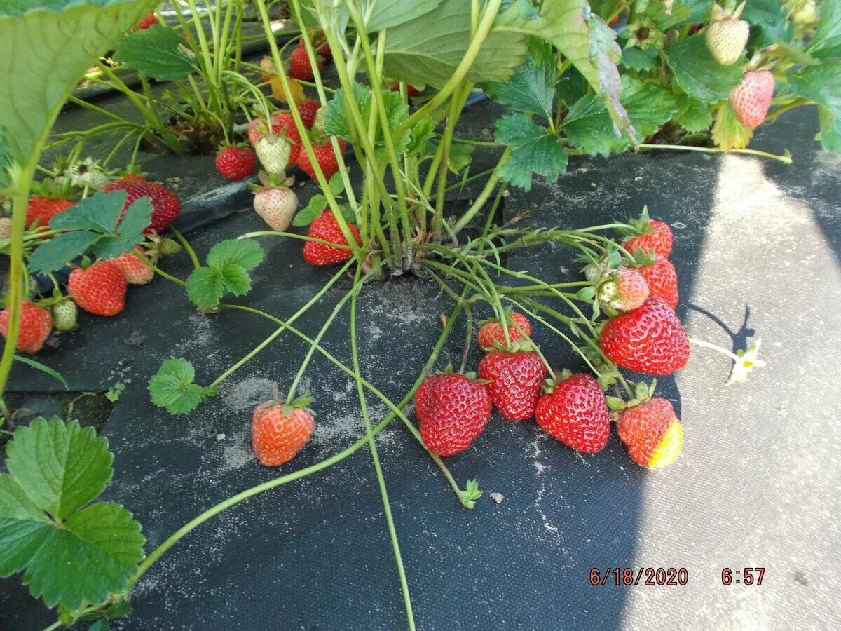 Клубника нейтрального. Земляника садовая кент. Сорт клубники фелиция. Сорт клубники кабрилло. Чудо лихоносова клубника описание с фото.