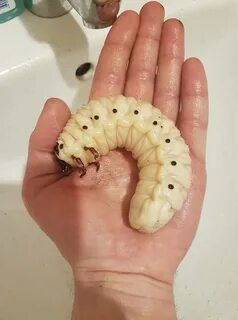Майский червь