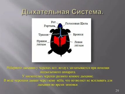 Система черепаха