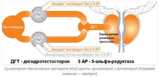 Дигидротестостерон и его роль в мужском организме