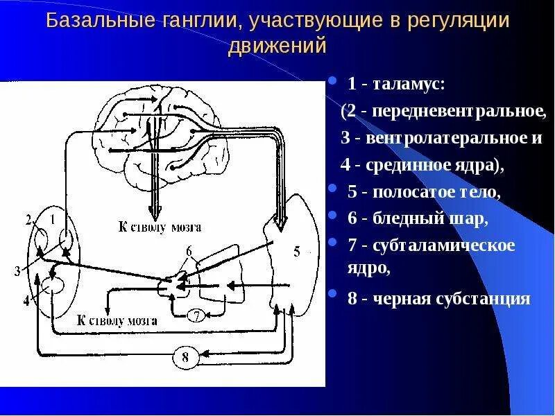 Роль базальных ядер в регуляции движения. Непрямой путь базальных ганглиев. базальные ганглии. базальные ганглии участвуют в регуляции. участие базальных ядер в регуляции движений.