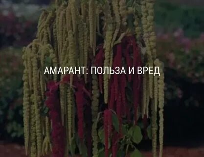 Амарант вред