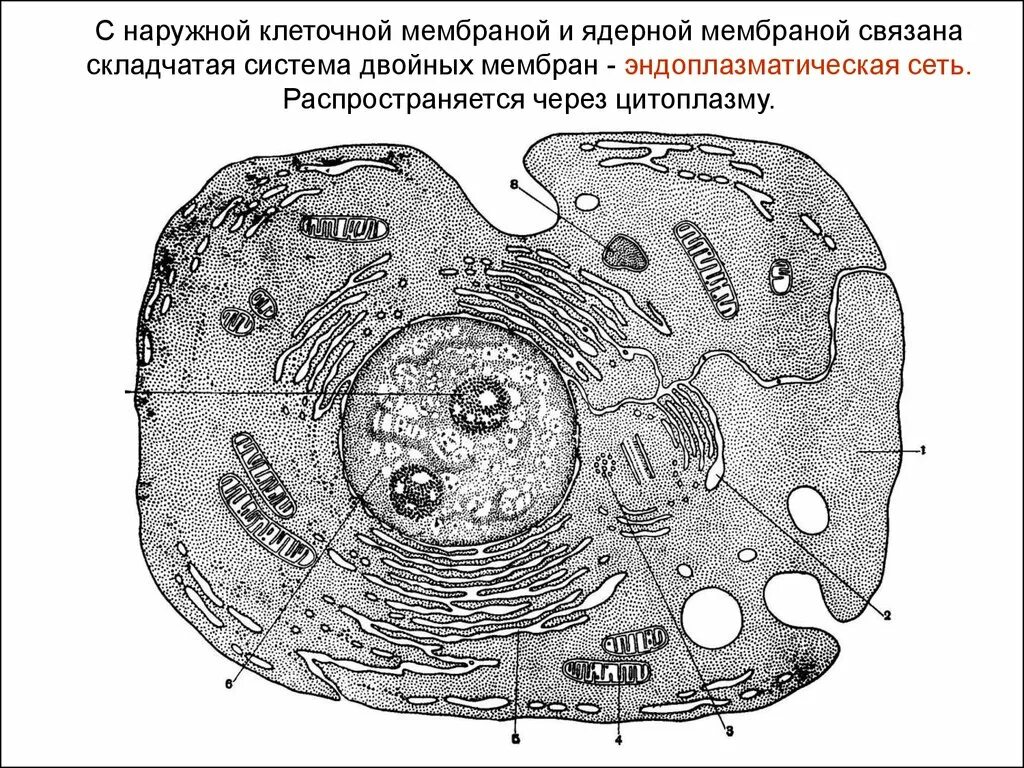 Схема строения животной клетки биология 8 класс. Строение животной клетки рисунок с подписями 10 класс. Строение человеческой клетки 8 класс биология. Строение клетки человека 8 класс биология.