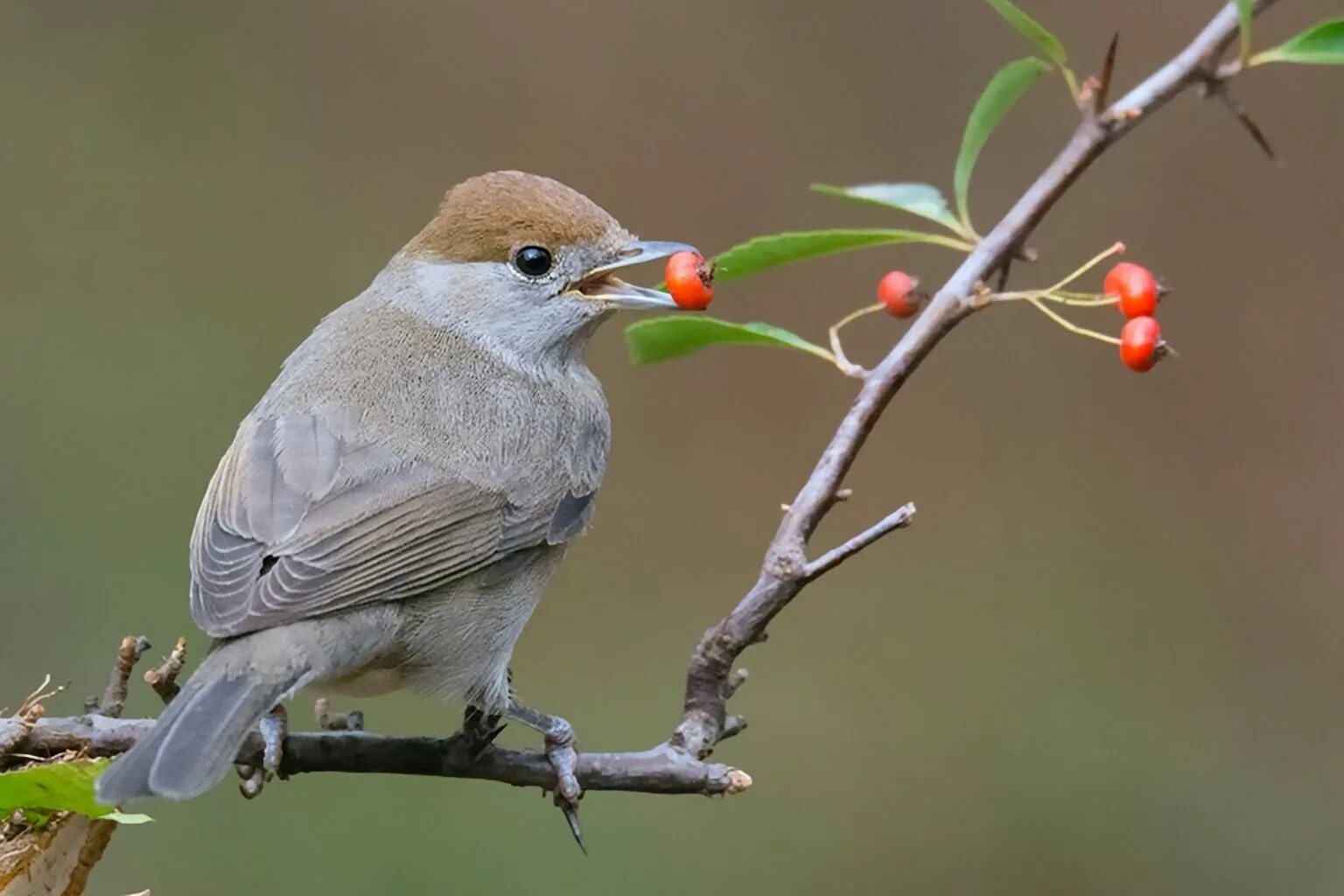 Птичка воробей. Пища птиц. Пища птиц. Питание воробья. Пища птиц.
