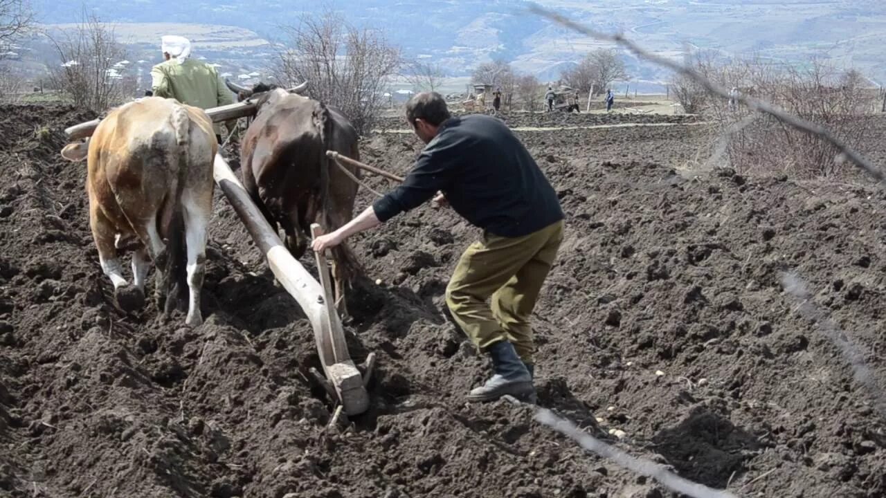 Посадка картофеля в гребни. Посадка картошки в гребни. Гребневая посадка картофеля. Посадка картошки в гребни вручную.