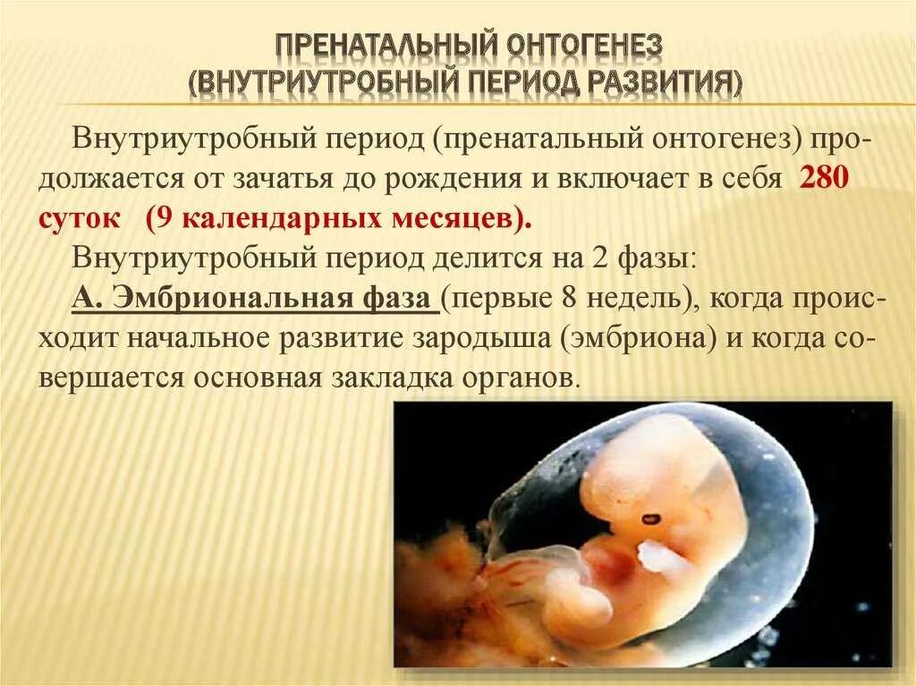 Раннее развитие плода