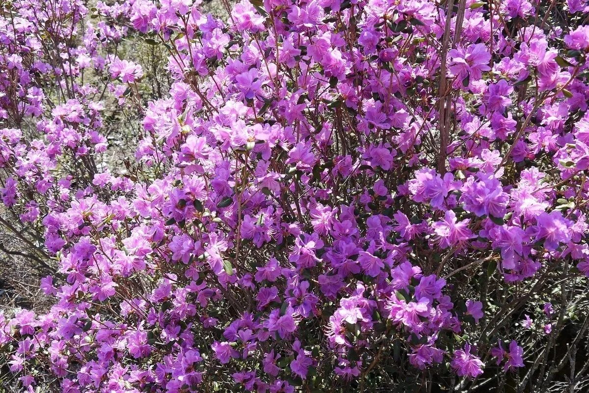 Рододендрон Даурский. Рододендрон Даурский куст. Багульник Даурский. Маральник на Алтае.