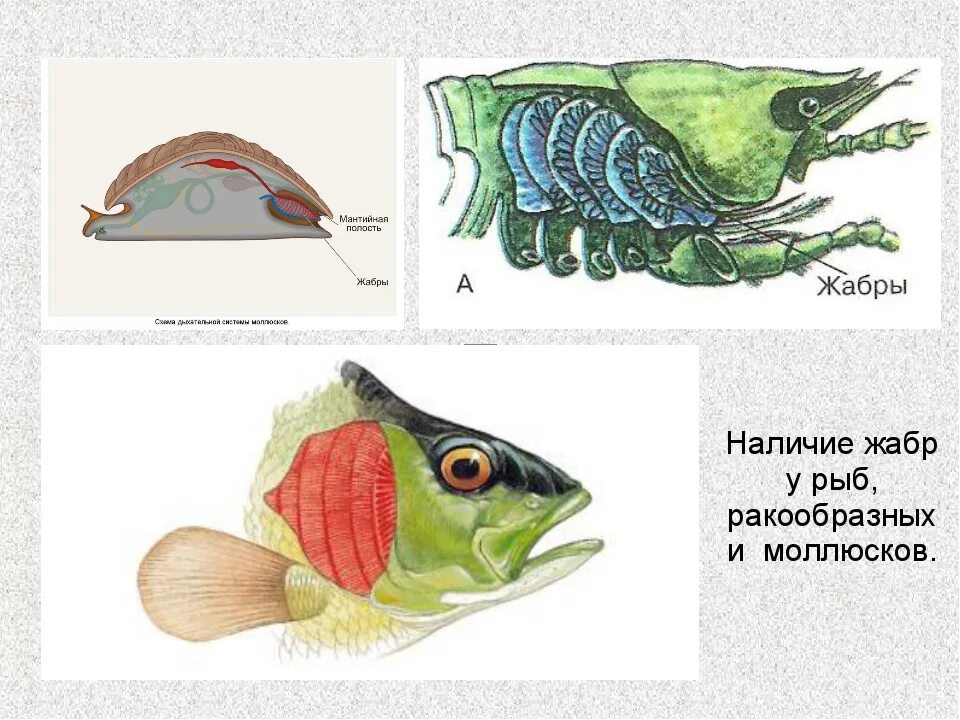 Жабры раков и моллюсков