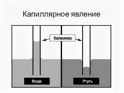 Жидкость капиллярное явление. Капиллярный эффект в жидкости. Явление капиллярности физика. Капиллярные явления. Поверхностное натяжение и капиллярные явления в природе.