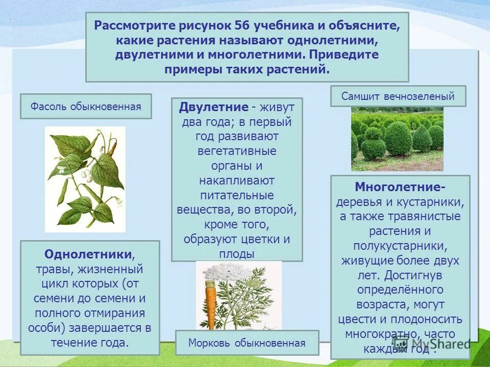 Год какого растения. Однолетние и многолетние растения. Однолетние и многолетние травы. Однолетние двулетние и многолетние. Примеры однолетние двулетние многолетние.