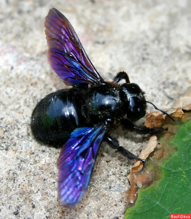 Черное насекомое похожее на осу. Пчела-плотник Xylocopa Valga. Шмель-плотник фиолетовый( Xylocopa violacea ). Шмель плотник Xylocopa фиолетовый. Шмель плотник ксилокопа.