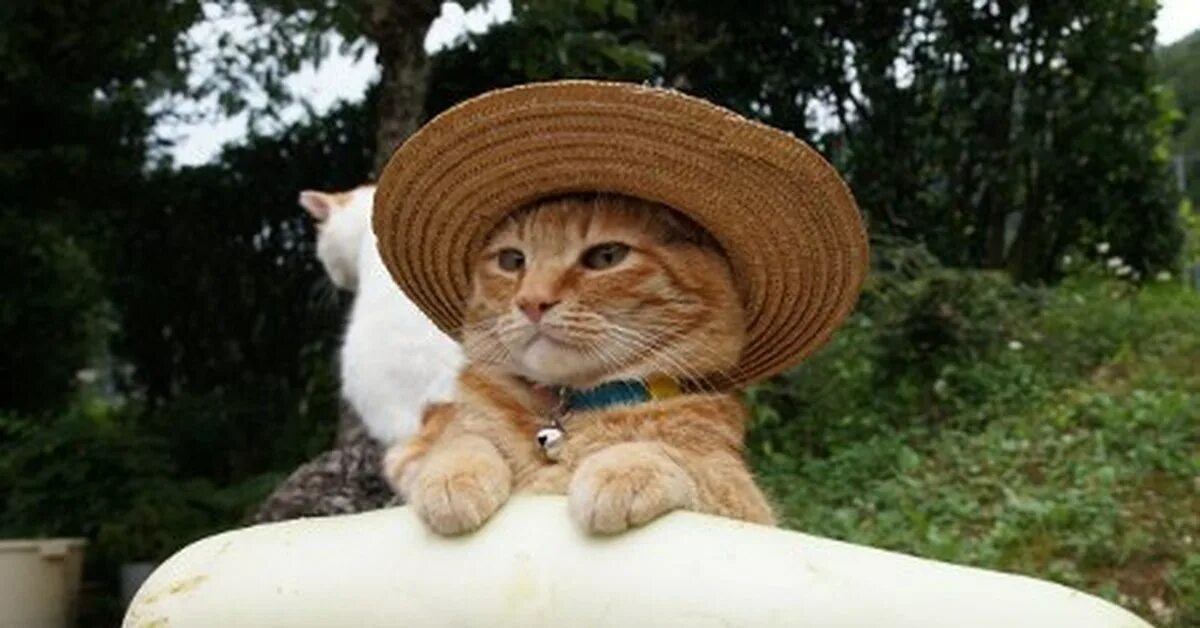 Кот с кабачком. Мем про кабачки и одиночество. Обидеть танюшу может каждый. Дождалась мемы. Трикотаж мем.