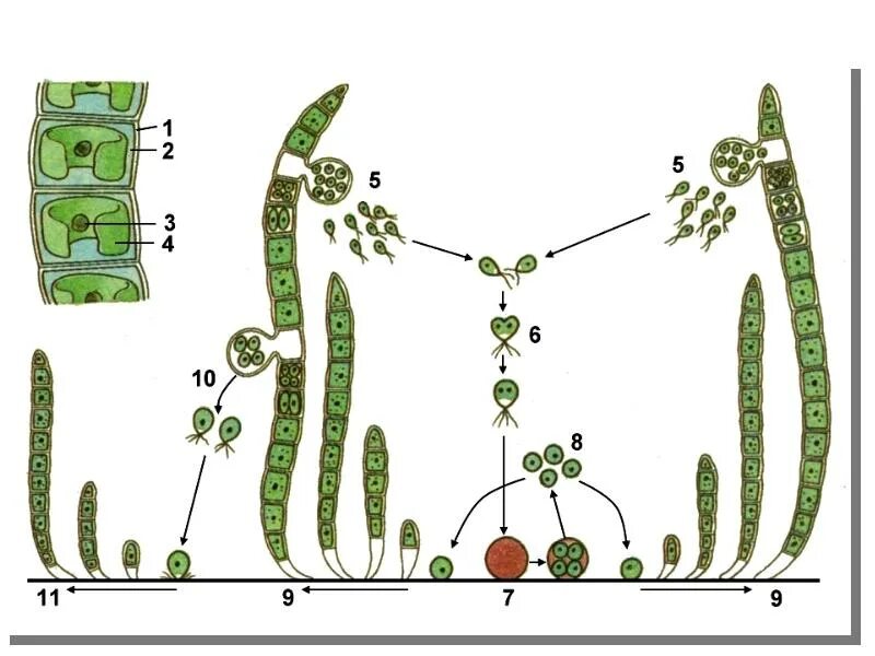 Схема жизненного цикла растения гаметы. Размножение улотрикса. Нитчатые зеленые водоросли улотрикс. Размножение водорослей улотрикс. Размножение размножение улотрикса.