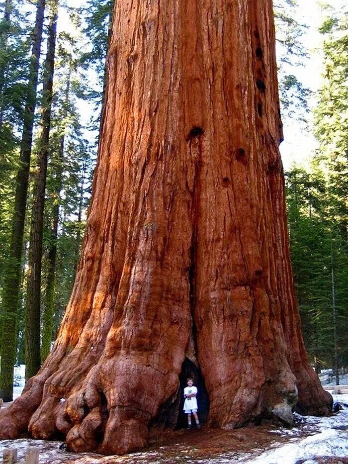 Генерал Шерман (дерево). Секвойя Гиперион. Самое высокое дерево в мире Секвойя. Калифорнийская Секвойя Гиперион.