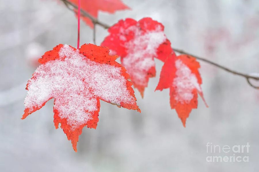 Клен в снегу. Морозная осень. Поздняя осень. Лист клена в снегу. Лист клена в снегу.