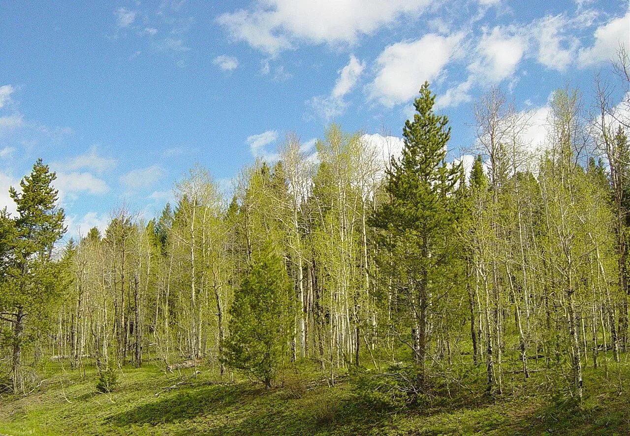 Елочки темнеют как