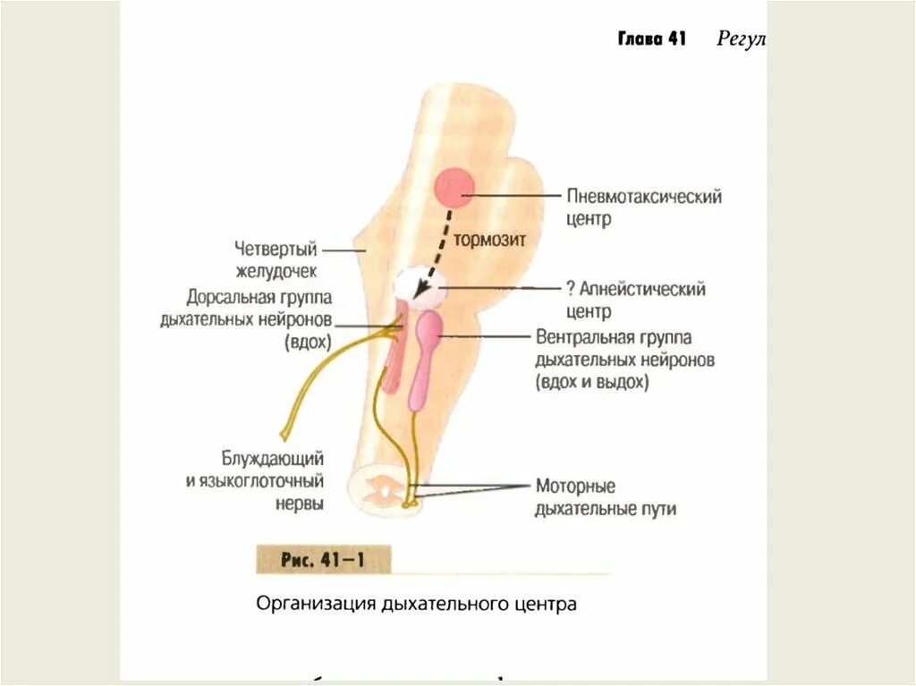 Содержит центр дыхания. Содержит центр дыхания