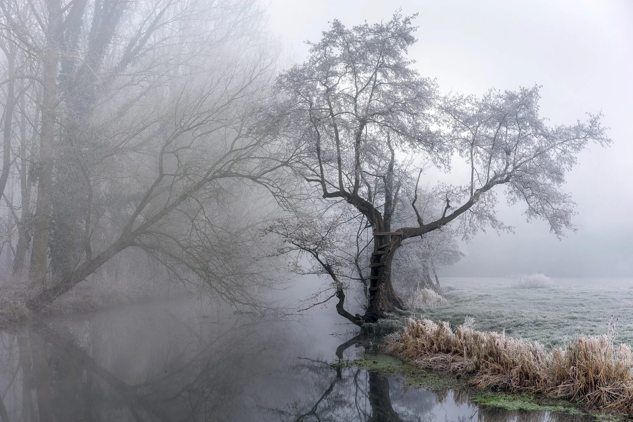 Туман. Туман фото. Красивые места туман деревья. Деревья в тумане на воде. В тумане есть вода