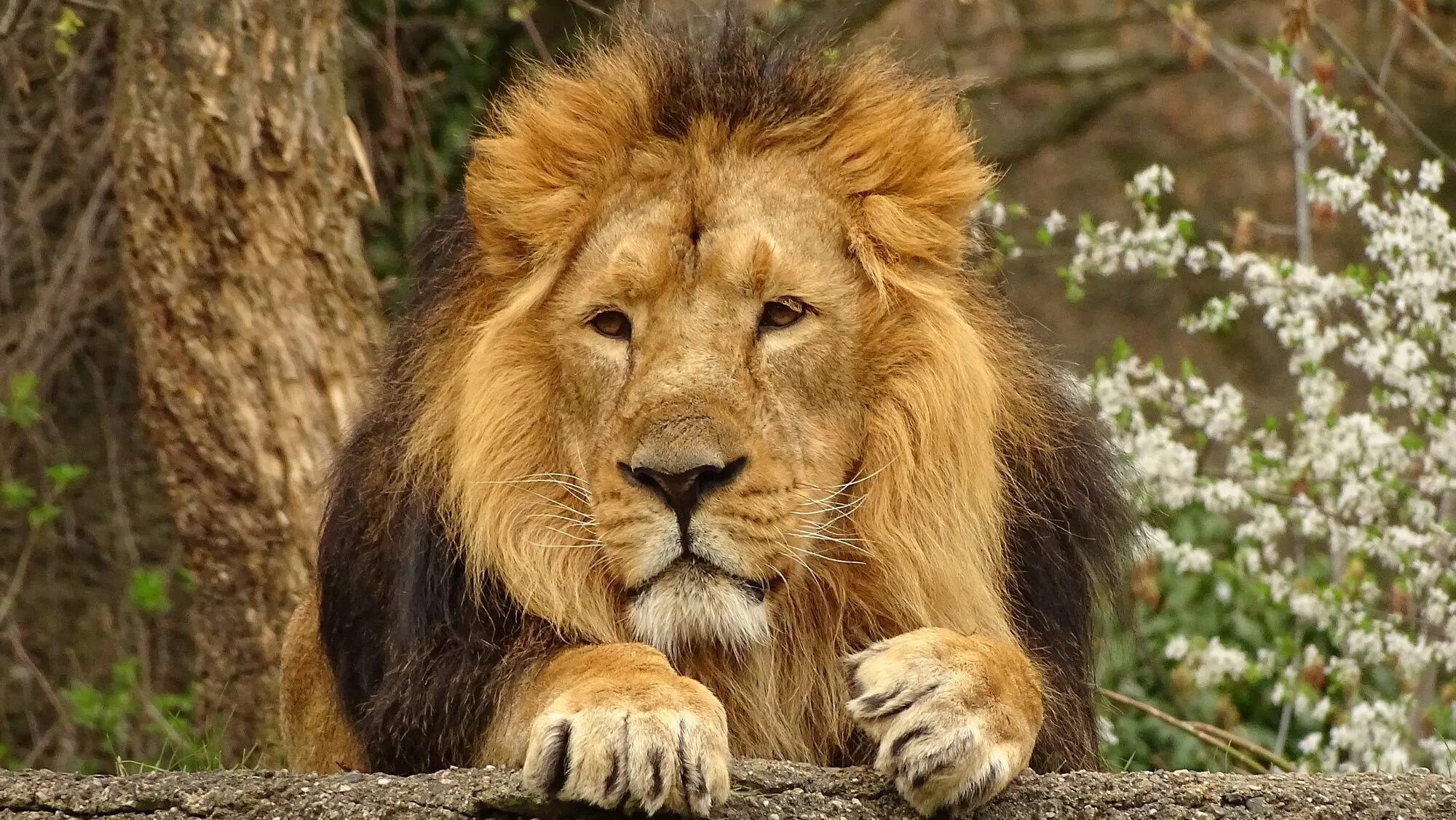 Разноцветный зоопарк. Лев с цветами. Лев тонов. Лев тонов. Картинки лев и много цветов.