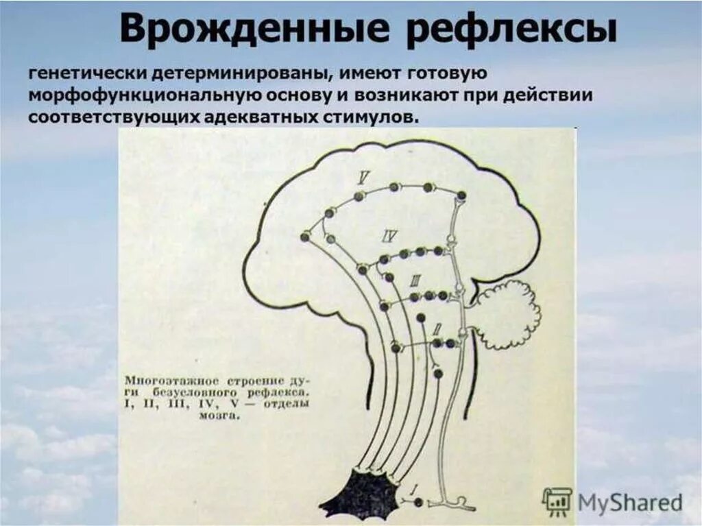 Врожденные рефлексы организма