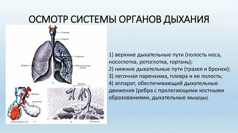 Болезни органов дыхания у животных