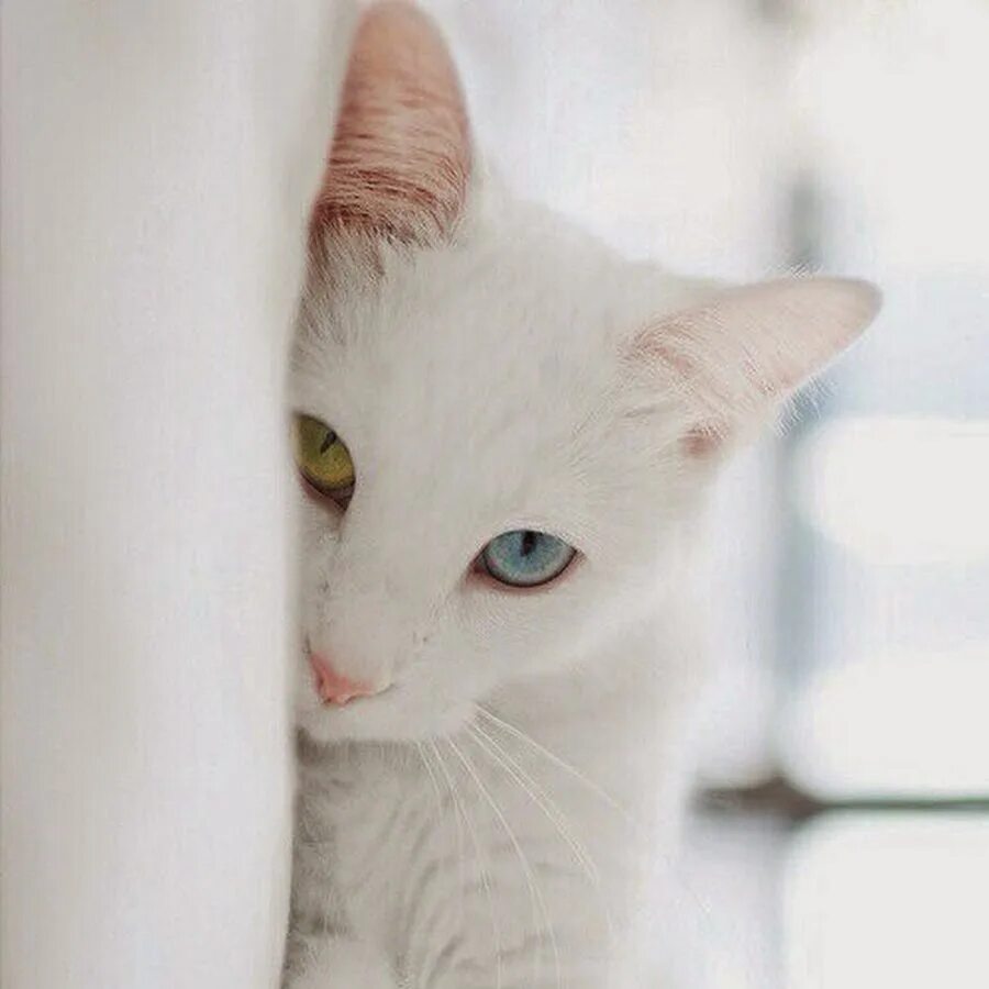 Хочу белую кошку