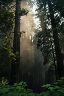 Смартфон forest