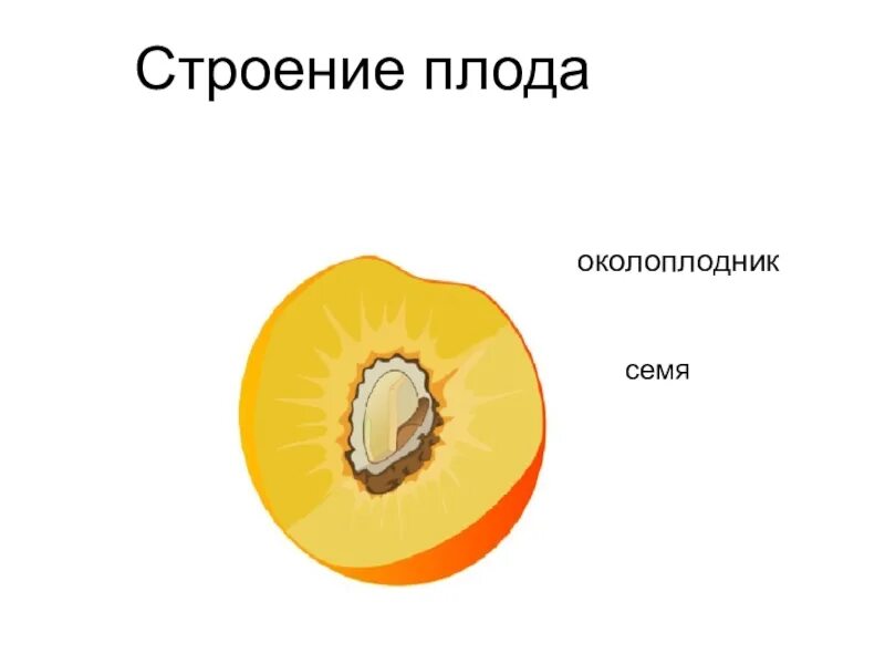 Строение плода экзокарпий. Плод строение плода. Семена и околоплодник. Строение околоплодника. Строение плода околоплодник