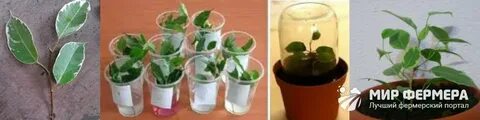 Как укоренить черенки бенджамина