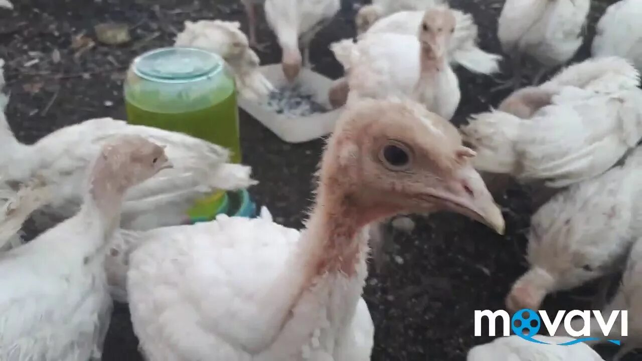 Индюшата пищат. Красные узбекские индюшата на вылупе.