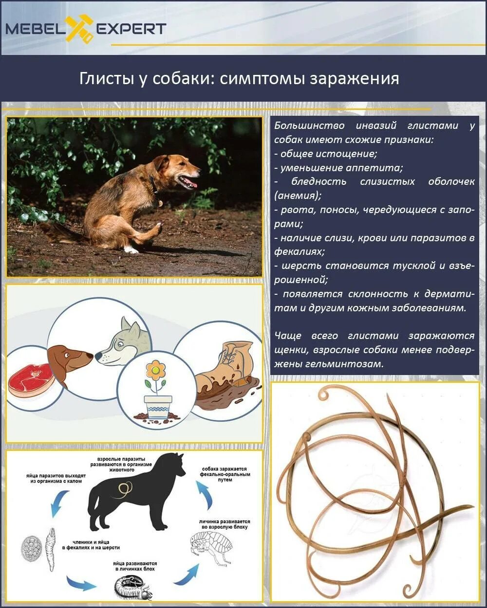 Может собака заразиться от человека
