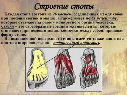 Строение стопы человека связки мышцы