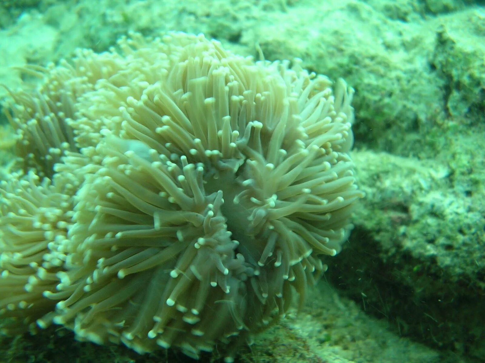 Где находится морской гриб. Акватория Инадзумы морской гриб. Морской гриб Геншин. Морской песчаный анемон. Гриб морской анемон.