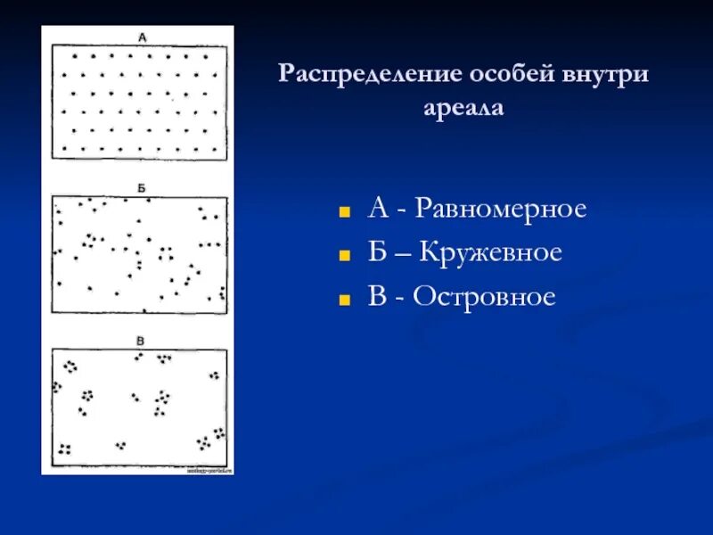 Распределение особей популяции. Распределение особей. типы пространственного распределения особей. равномерное распределение особей в пространстве. распределение особей в популяции.