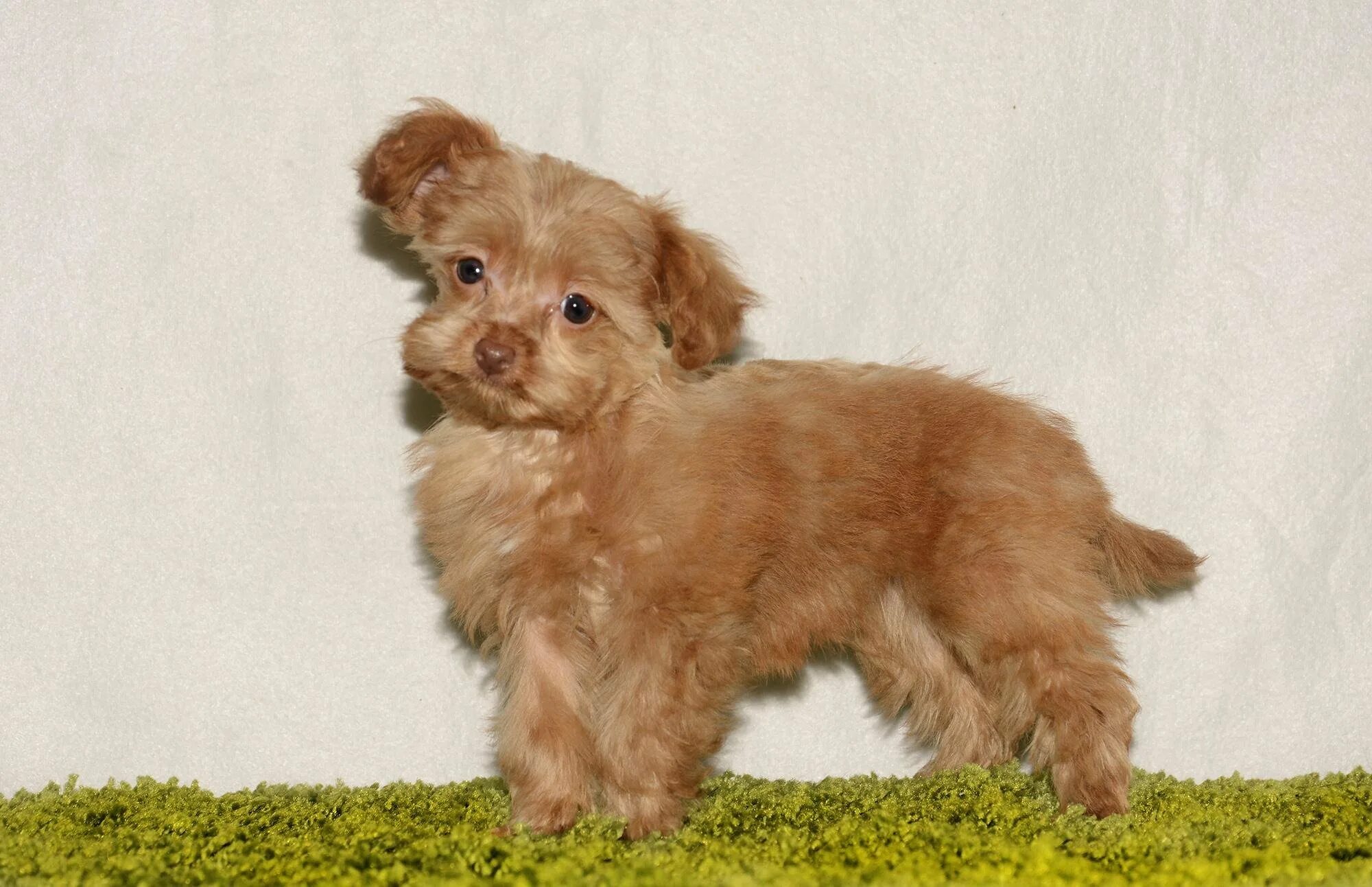 Петербургская орхидея короткошерстная. Петербуржская архидея собака. Порода собак петербурга. Петербуржская архидея собака. Порода собак петербургская орхидея.