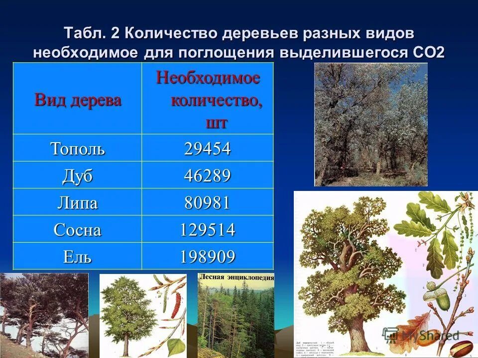 Сколько деревьев в городах. Сколько деревьев в городах