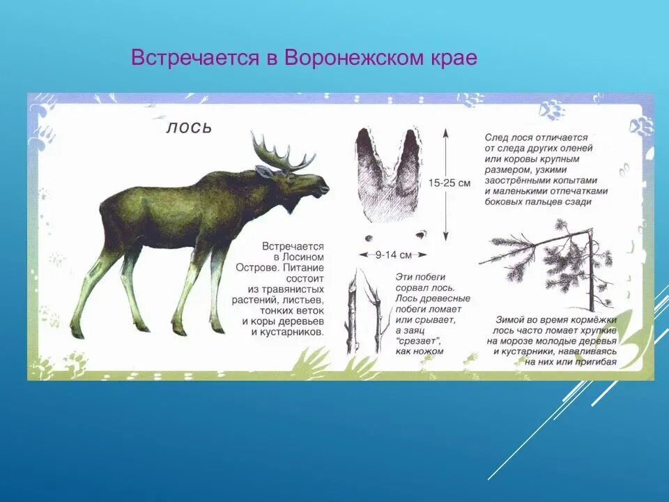 Какая часть лося. Следы лося и лосихи различия. Части тела лося. След лося размер. Строение лося.