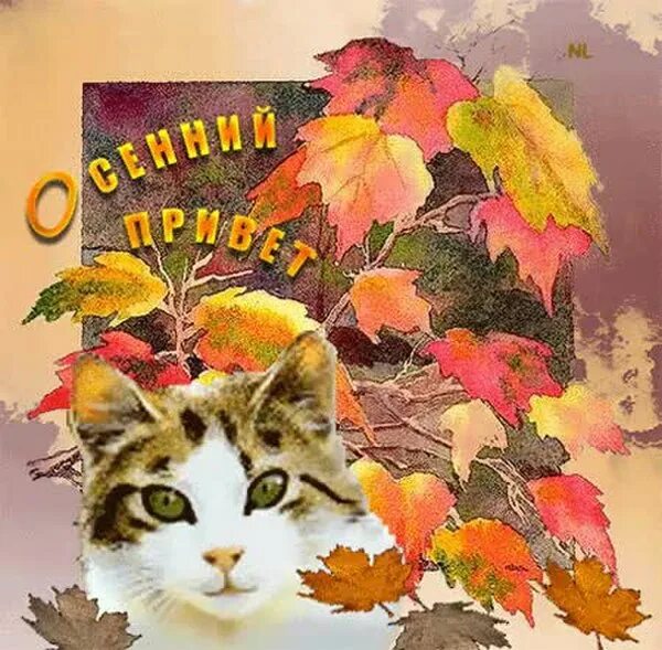 добрый осенний день котики. добрый осенний день котики. рыжий кот осень. рыжий кот осень. с первым осенним вечером.