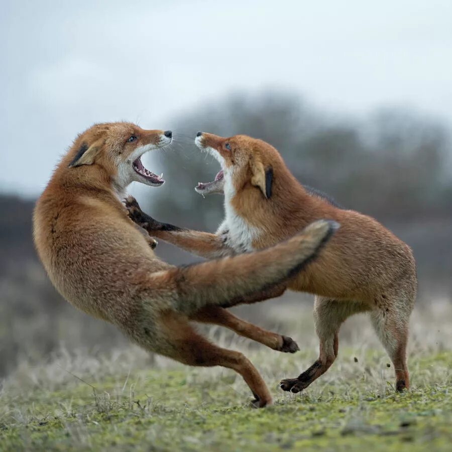 Рыжая лисица падеж. Ред Фокс и Джейк. Red Foxes обман. Red Fox threesome. Do Foxes Play Fight.