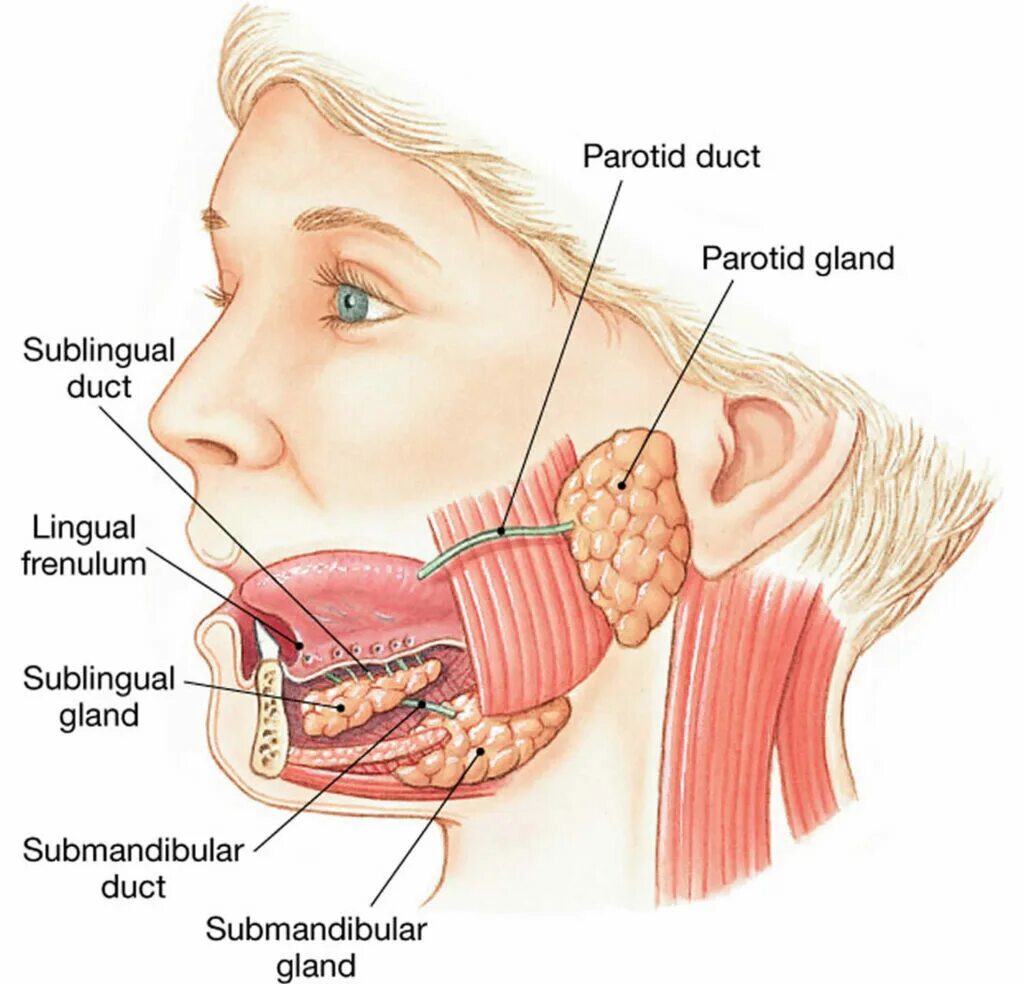 Околоушная слюна. Строение подчелюстной слюнной железы. Строение слюнных желез анатомия. Подчелюстная слюнная железа анатомия. Околоушная слюнная железа анатомия.