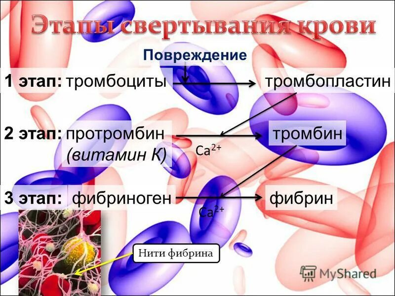 Ферменты свертывания крови. Этапы свертывания крови. Тромбопластин протромбин. Протромбин в тромбин. Тромбоциты свертывание крови.