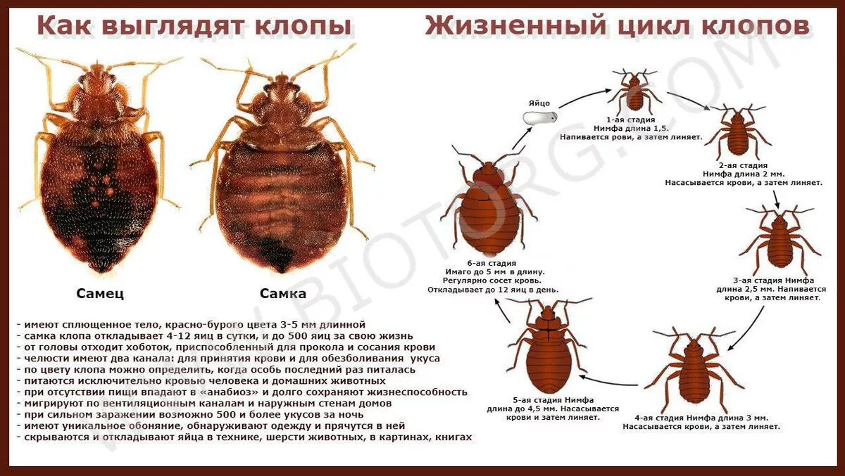Как узнать что есть клопы