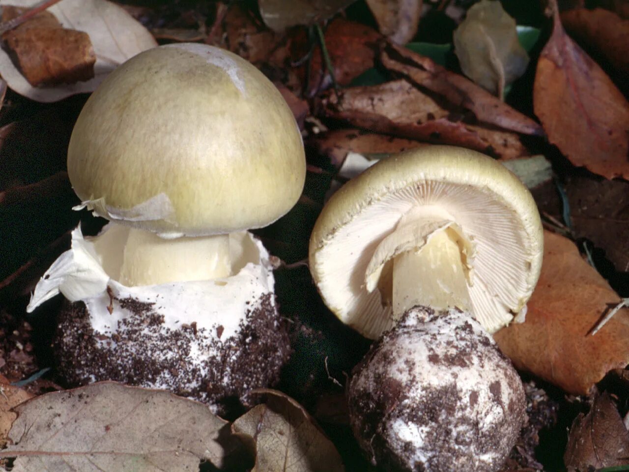 Бледная поганка шляпочный гриб. Бледная поганка шляпка. Amanita phalloides гриб. Шляпочные пластинчатые грибы бледная поганка.