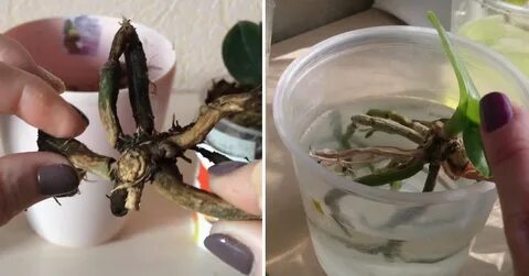 Кусочек корень