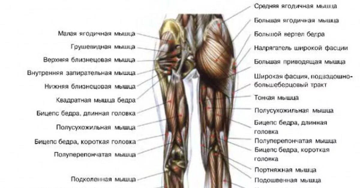 Строение мышц нижних конечностей. Мышцы нижней конечности анатомия. Анатомия нижней конечности мышцы и связки. Часть ноги на б