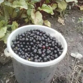 Сколько килограмм смородины