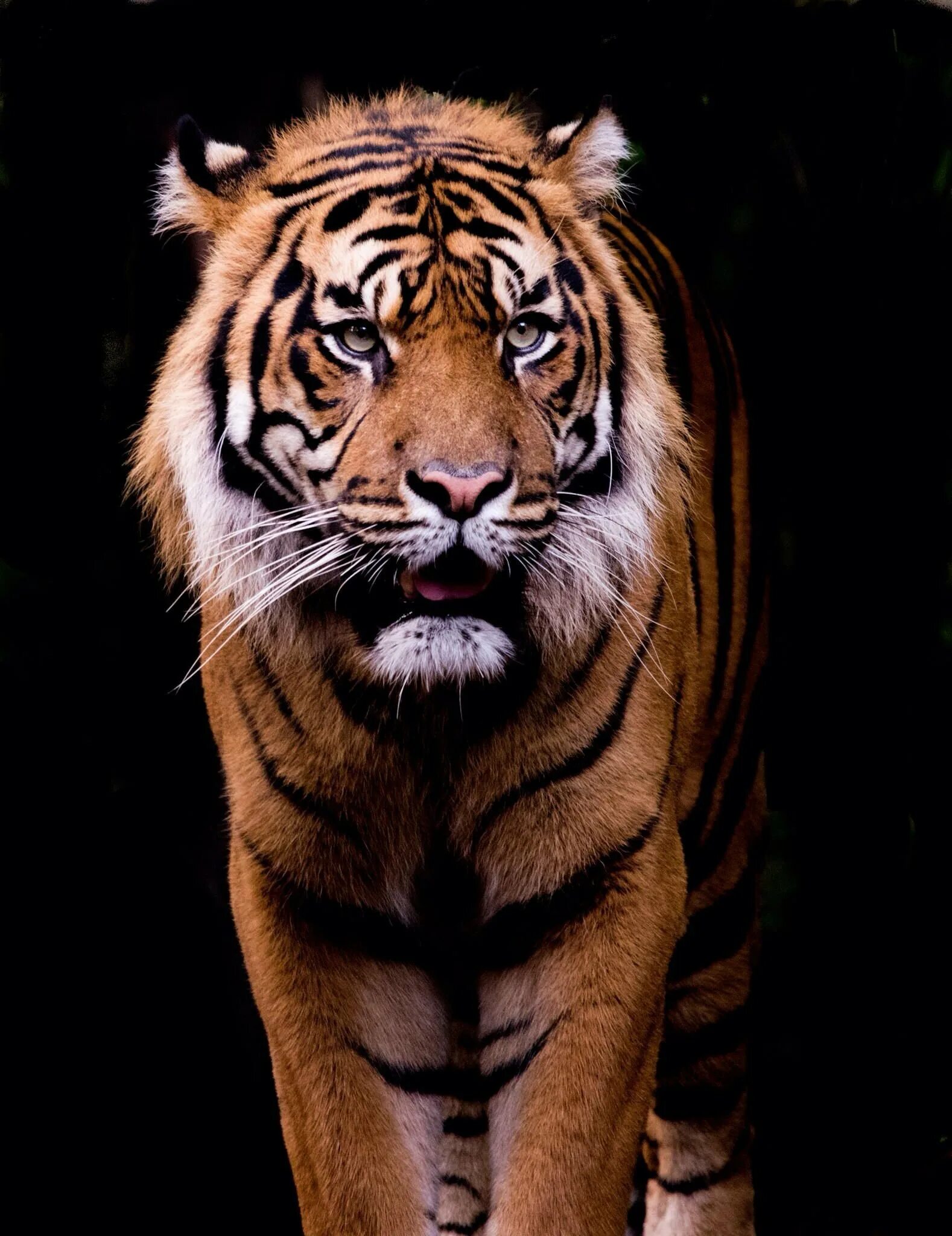 Заставки на телефон тиграми бесплатные. Тигр. Красивый тигр. Тигр обои. Тигр обложка.