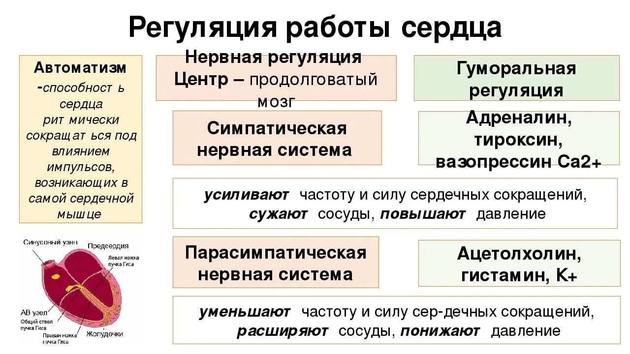 Гуморальная регуляция работы сердца человека. Нервные механизмы регуляции сердечной деятельности. Нервно-гуморальная регуляция сердечной деятельности.. Нервная и гуморальная регуляция деятельности сердца. Регуляция сердечной деятельности физиология.