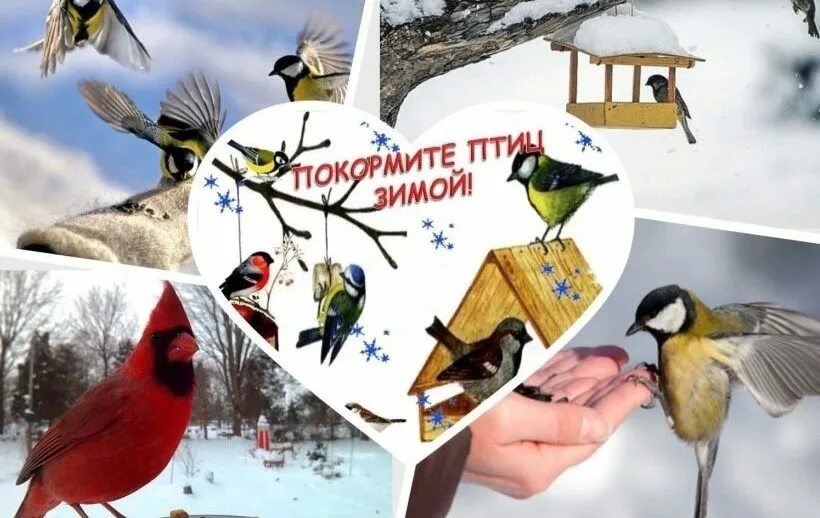 Кормушка для птиц. Птиц зимой конкурс. Кормушки для птиц зимой. Конкурс зимующие птицы. Рисование кормушка для птиц старшая группа.